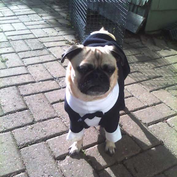 Meet your Posher, Alyson - Picture 1 of 1